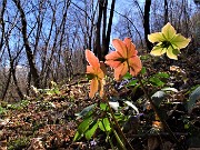 03 Helleborus niger (Ellebori)